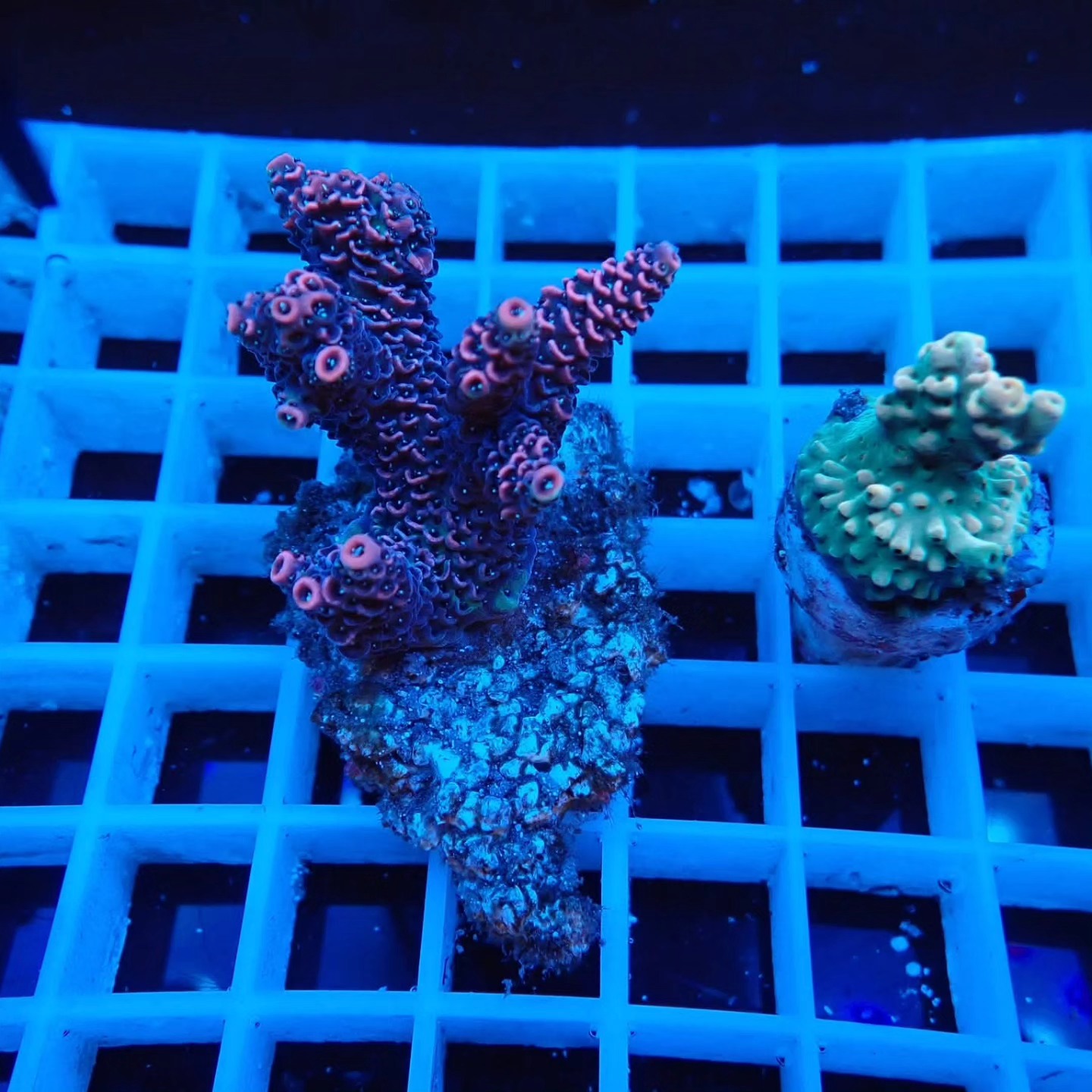 Akciós Acropora korall